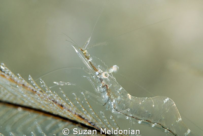 Glassy shrimp about 3 cm. Taken with 105mm & 10x subsee by Suzan Meldonian 