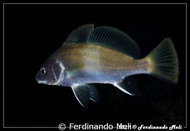Sciaena umbra in the night. by Ferdinando Meli 