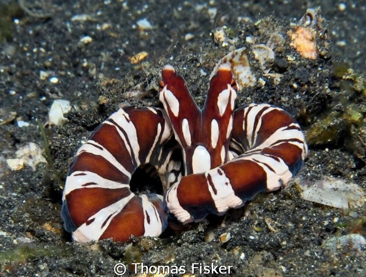 Wunderpus retreat. by Thomas Fisker 