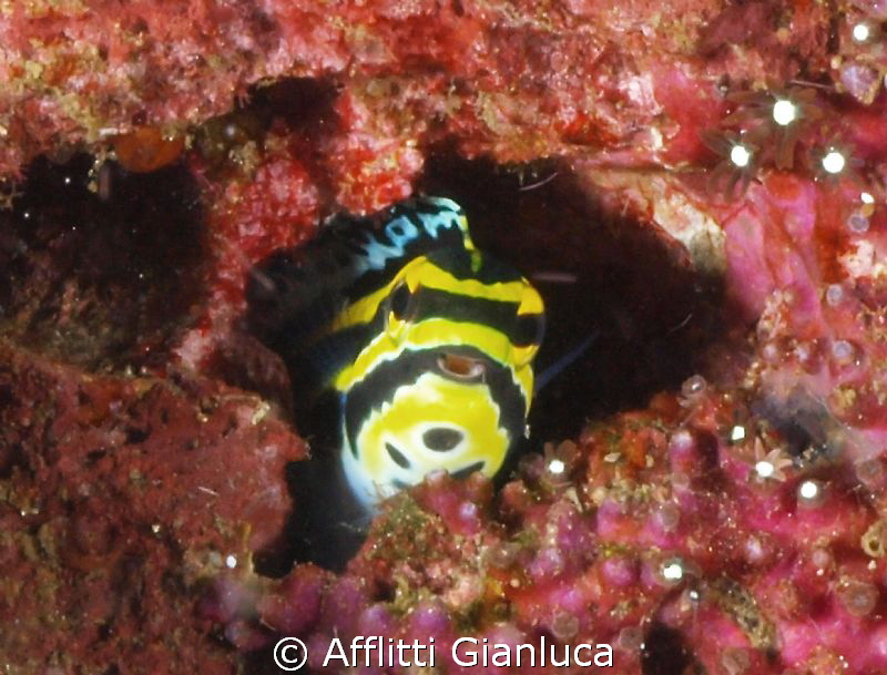 hello! by Afflitti Gianluca 