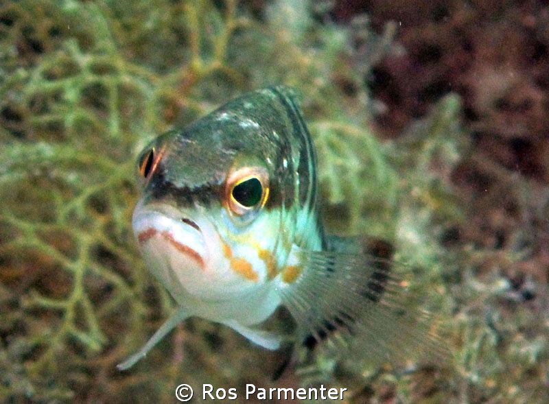 This example of gozo fish life was photographed in only 3... by Ros Parmenter 