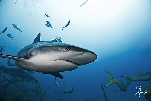 I was lucky enough to be setup on the edge of the reef wh... by Steven Anderson 