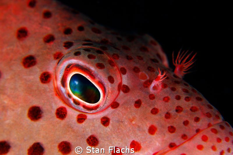 Hawkfish close-up, no crop by Stan Flachs 