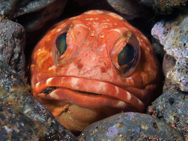 Jawfish, Seraya by Doug Anderson 