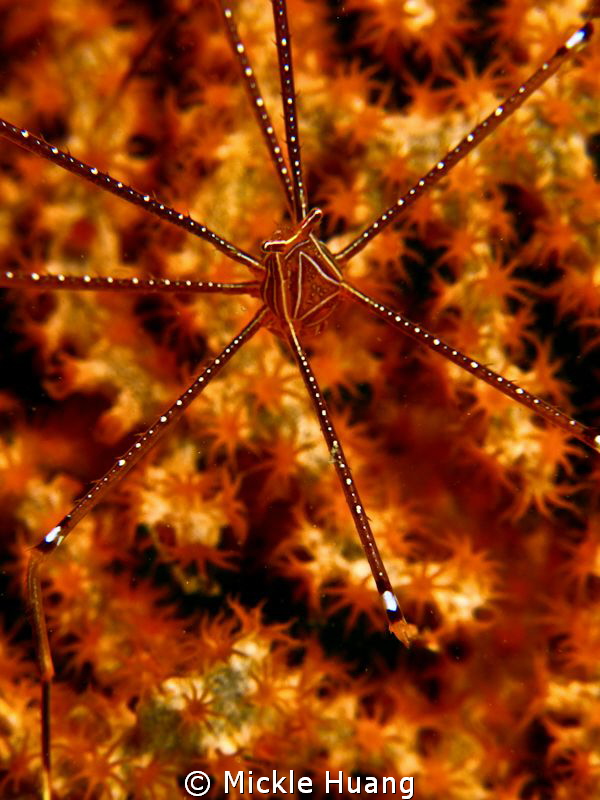 SPIDER SQUAT LOBSTER
Northeast Coast Taiwan by Mickle Huang 