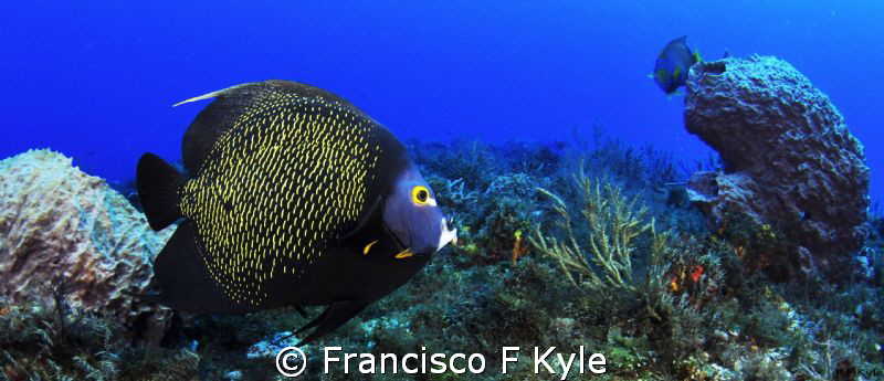 Solo bello by Francisco F Kyle 
