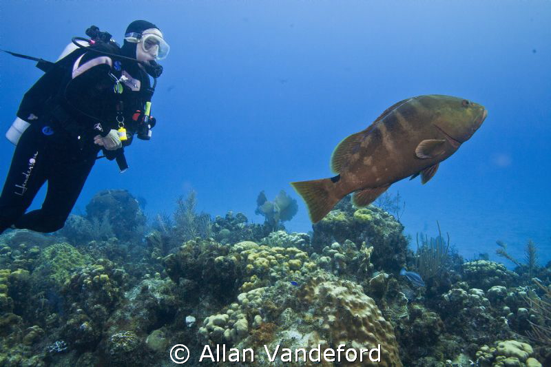 Friendly Grouper at Randy's Gazebo, Little Cayman. by Allan Vandeford 