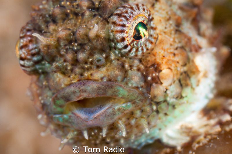Spiny Pacific Lumpsucker Portrait
Puget Sound, WA, U.S.A. by Tom Radio 