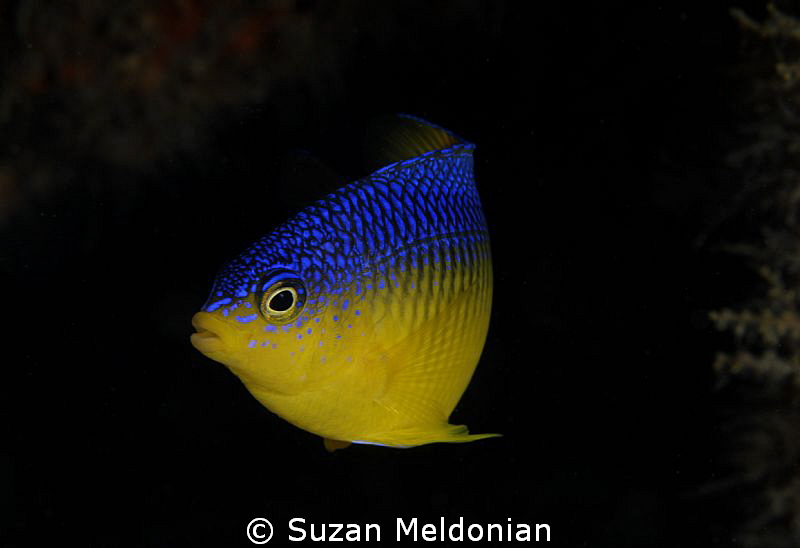 Beaugregory by Suzan Meldonian 