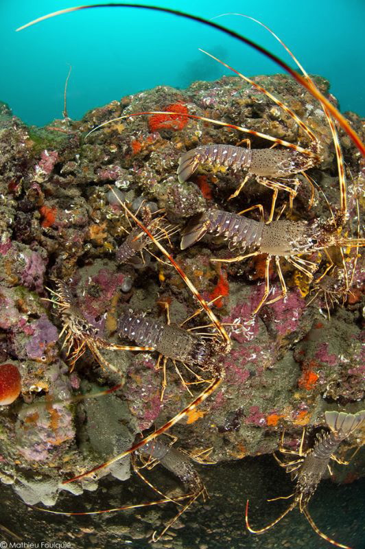 spiny lobsters by Mathieu Foulquié 