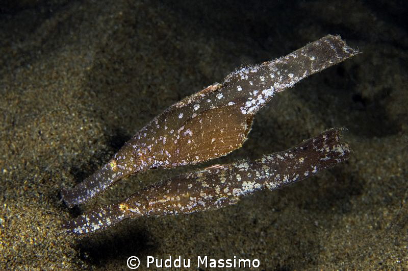 a couple of ghost pipe,nikon d70s,60mm micro by Puddu Massimo 