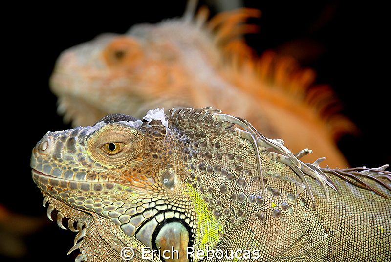 Iguanas by Erich Reboucas 