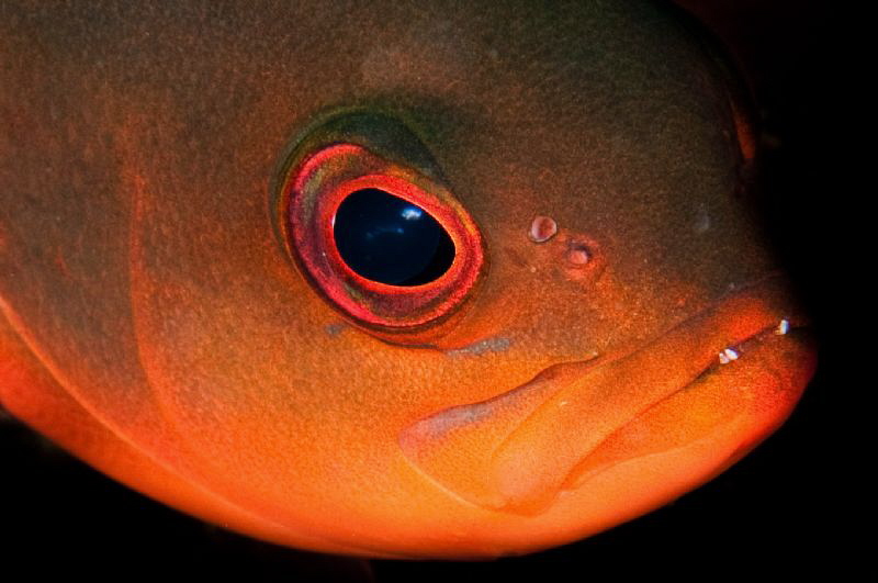 Ascension Island Creolefish by Paul Colley 