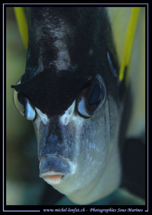 Face to face.... Doesn't look very happy... :O).. by Michel Lonfat 