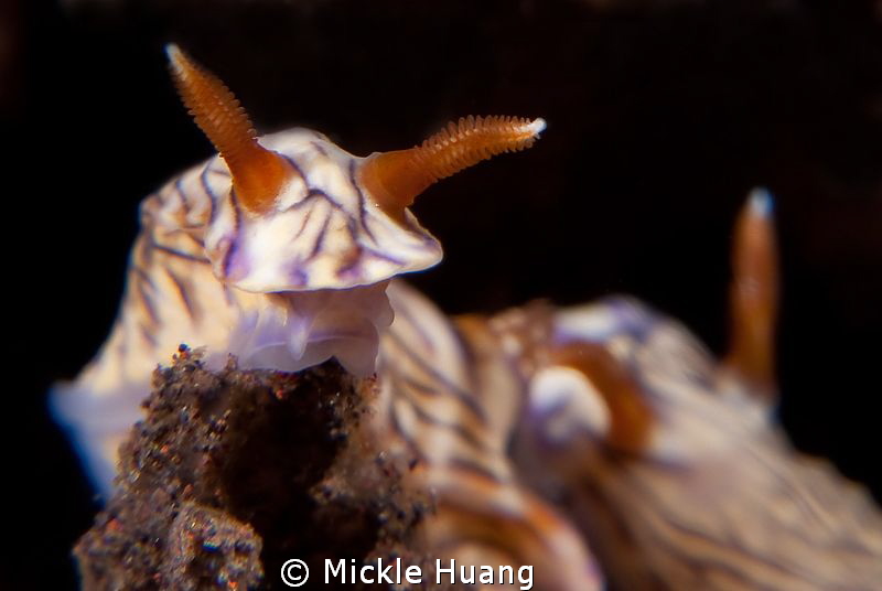 NUDI
Seraya Bali by Mickle Huang 