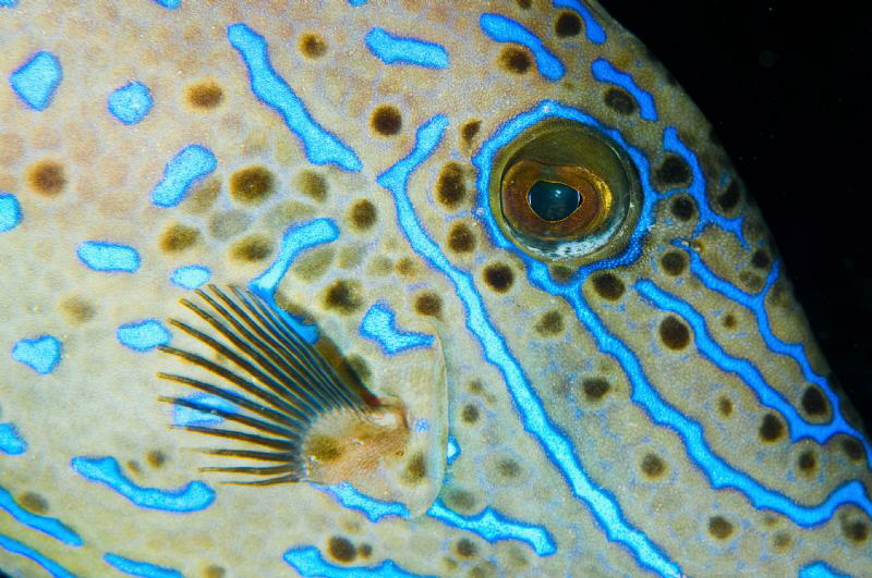Ascension Island Scrawled Filefish by Paul Colley 