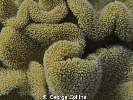 sealife dc1200 snorkling
Wide angle lens by George Collins 