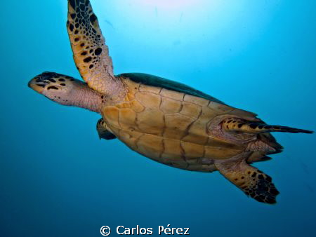 Navy Pier (Vieques) I believe I can Fly!! by Carlos Pérez 