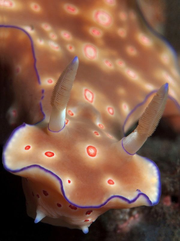 Ceratosoma trilobatum, Seraya by Doug Anderson 