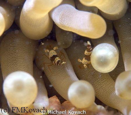 A couple of Squat Anemone Shrimp hiding out in a Giant An... by Michael Kovach 