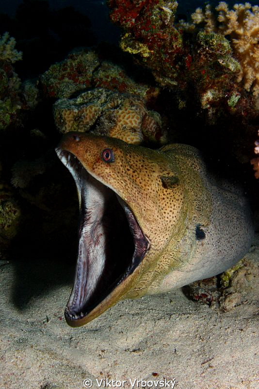 Moray... by Viktor Vrbovský 