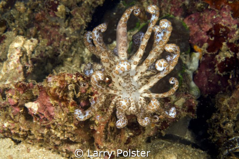 Solar Powered Nudi near Gangga by Larry Polster 