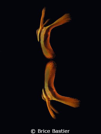 juvenile batfish reflection by Brice Bastier 