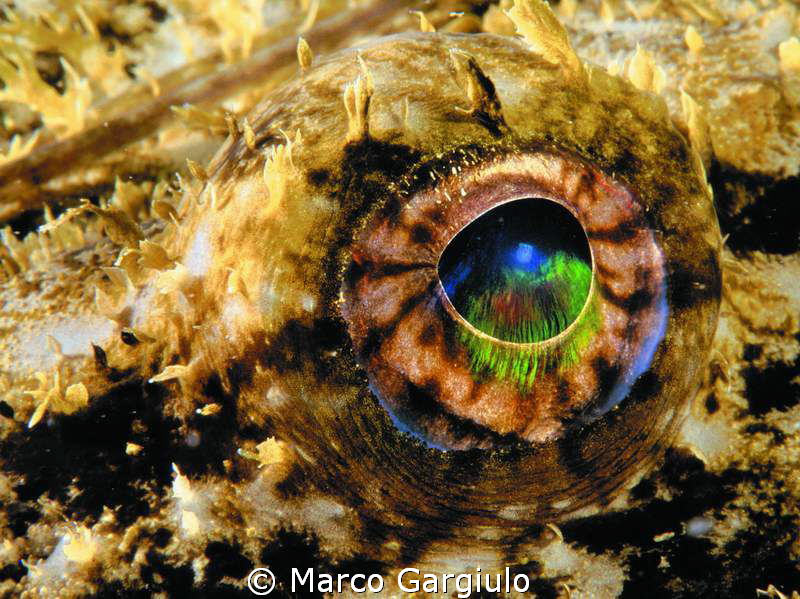 Rana Pescatrice by Marco Gargiulo 