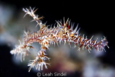 Solenostomus paradoxus by Leah Sindel 