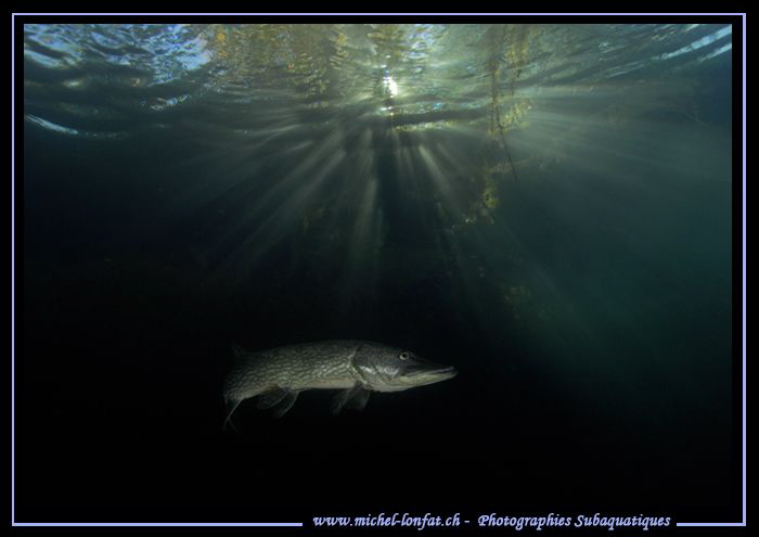 Adult Pike Fish... :O)... by Michel Lonfat 