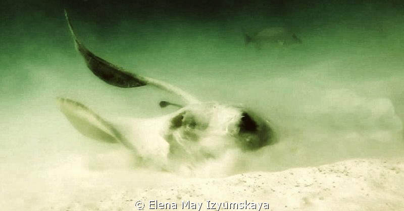 Fantail stingray by Elena May Izyumskaya 