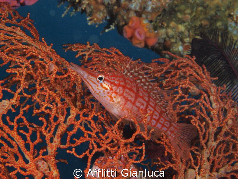 (Oxycirrhites typus) by Afflitti Gianluca 