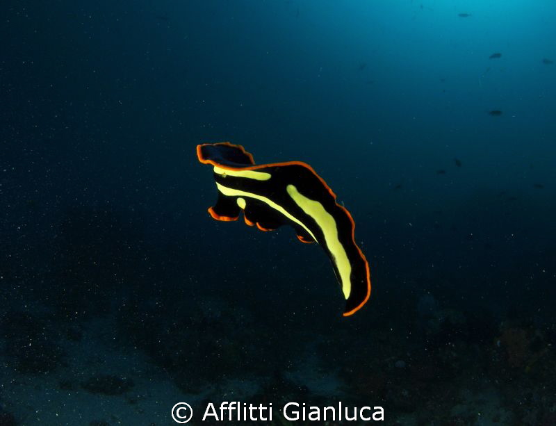 flatworm by Afflitti Gianluca 