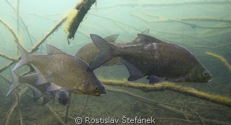 Abramis brama, realy shy fishes...(Photo for Viktor) by Rostislav Štefánek 