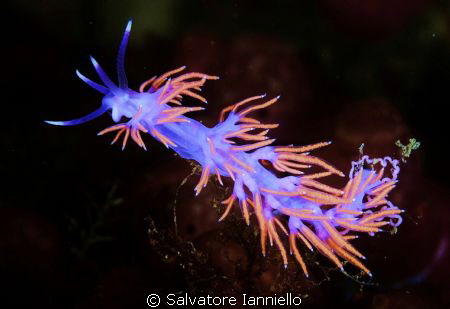 Flabellina con uova by Salvatore Ianniello 