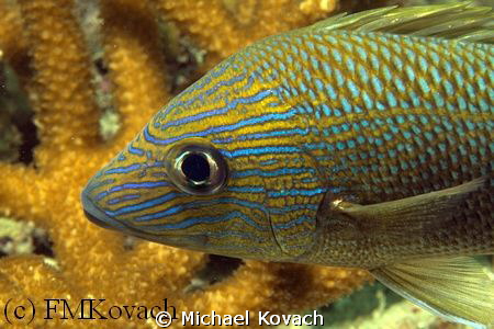 White Grunt on the Fish Camp Rocks by Michael Kovach 