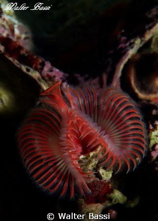 Serpula by Walter Bassi 