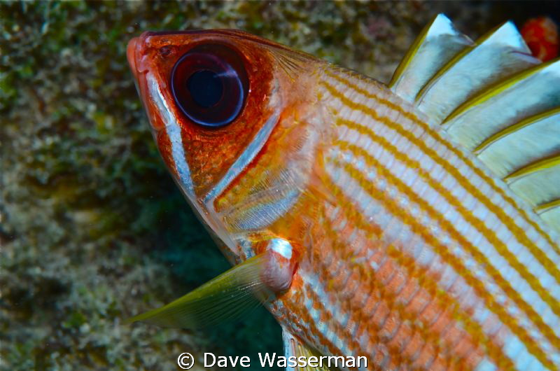 A colorfull close up with outstanding definition of the e... by Dave Wasserman 