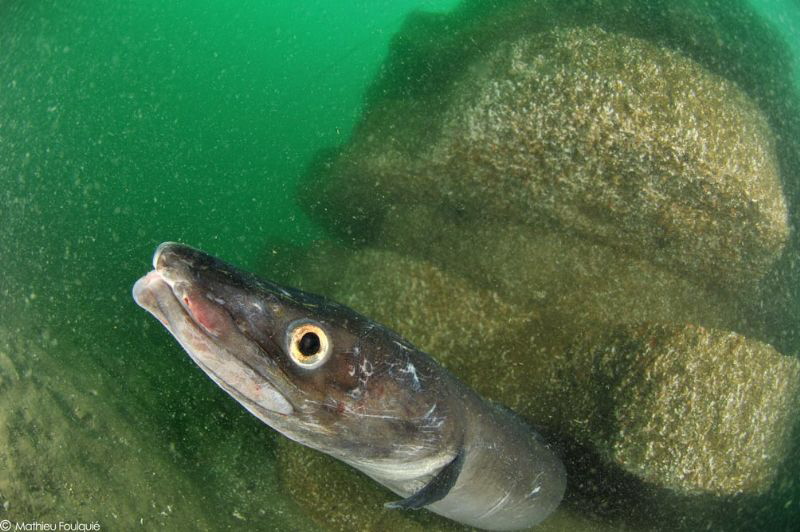 Conger conger on artificial reef by Mathieu Foulquié 