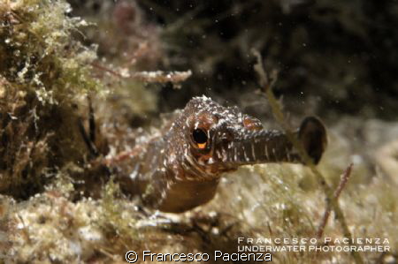 Syngnathus acus by Francesco Pacienza 