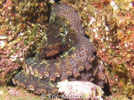 This is an octopus at Casino Point, Catalina Island, Cali... by Eric Addicott 