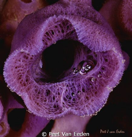 Purple turret- sponge with bubble reflection of diver, At... by Peet Van Eeden 
