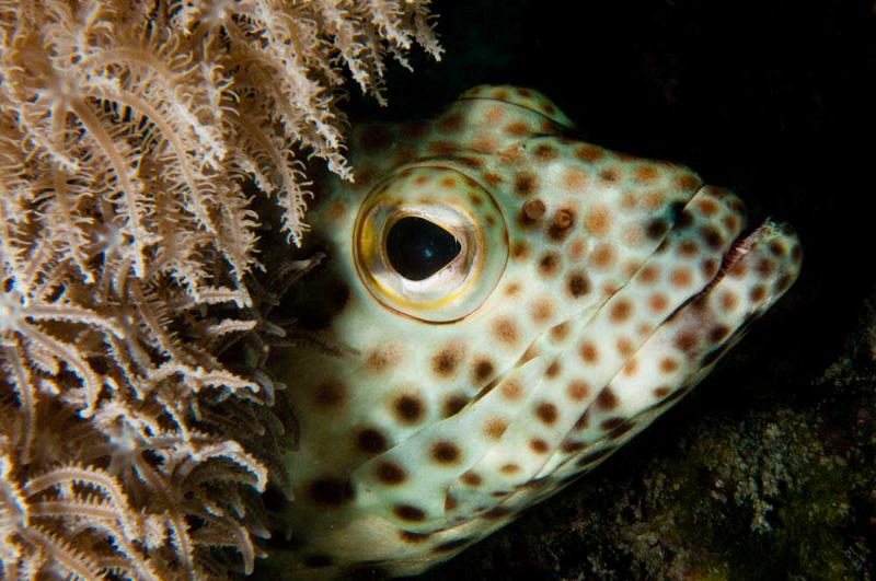 Red Sea Grouper by Paul Colley 