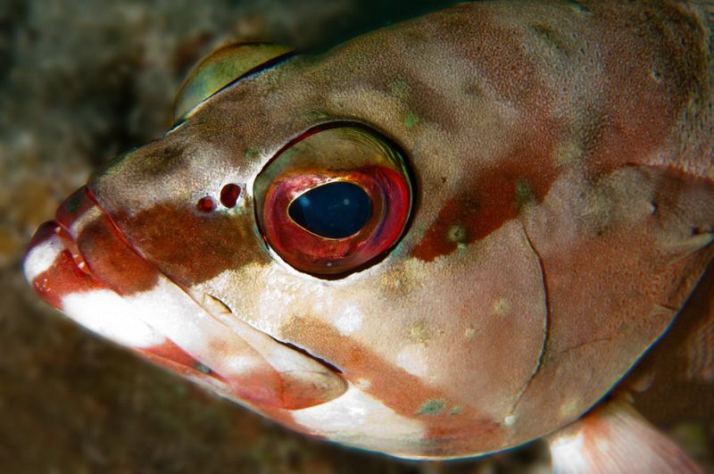 Red Sea Blacktip Grouper by Paul Colley 