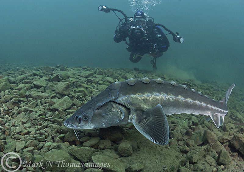 Russian sturgeon - Eccleston Delph, Jan 2012.
Water temp... by Mark Thomas 