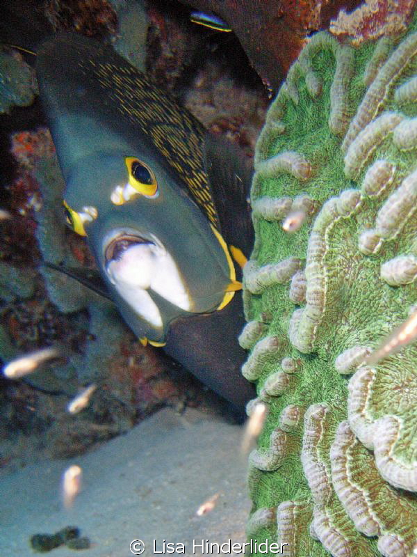Good Morning! Nice surprise rounding the corner of a cora... by Lisa Hinderlider 