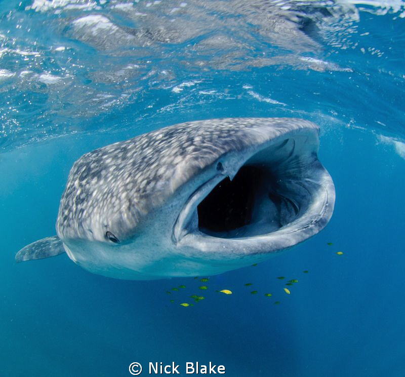 Whaleshark feeding in Djibouti, natural light. by Nick Blake 