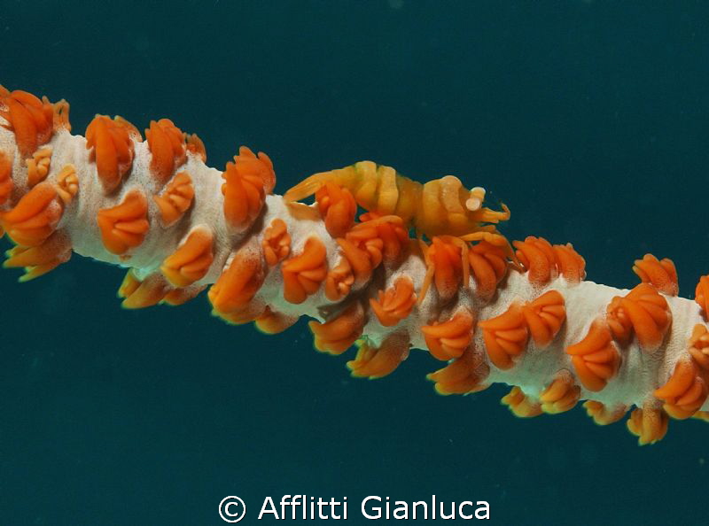 dasycaris, zanzibarica by Afflitti Gianluca 