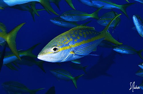 The other fish that has as much presence as the sharks at... by Steven Anderson 
