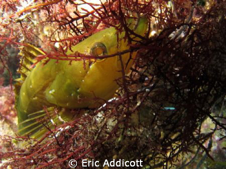 Giant Kelpfish, taken while freediving at 15' at Casino P... by Eric Addicott 